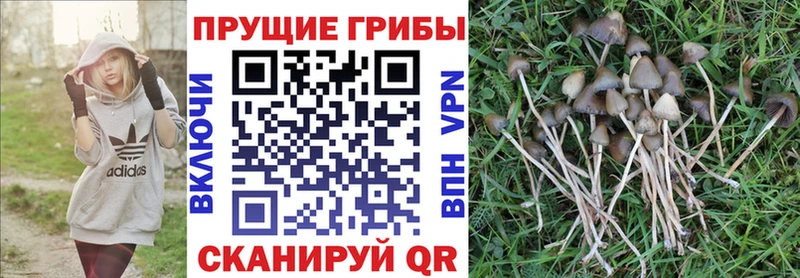 Псилоцибиновые грибы Cubensis  Новосокольники 